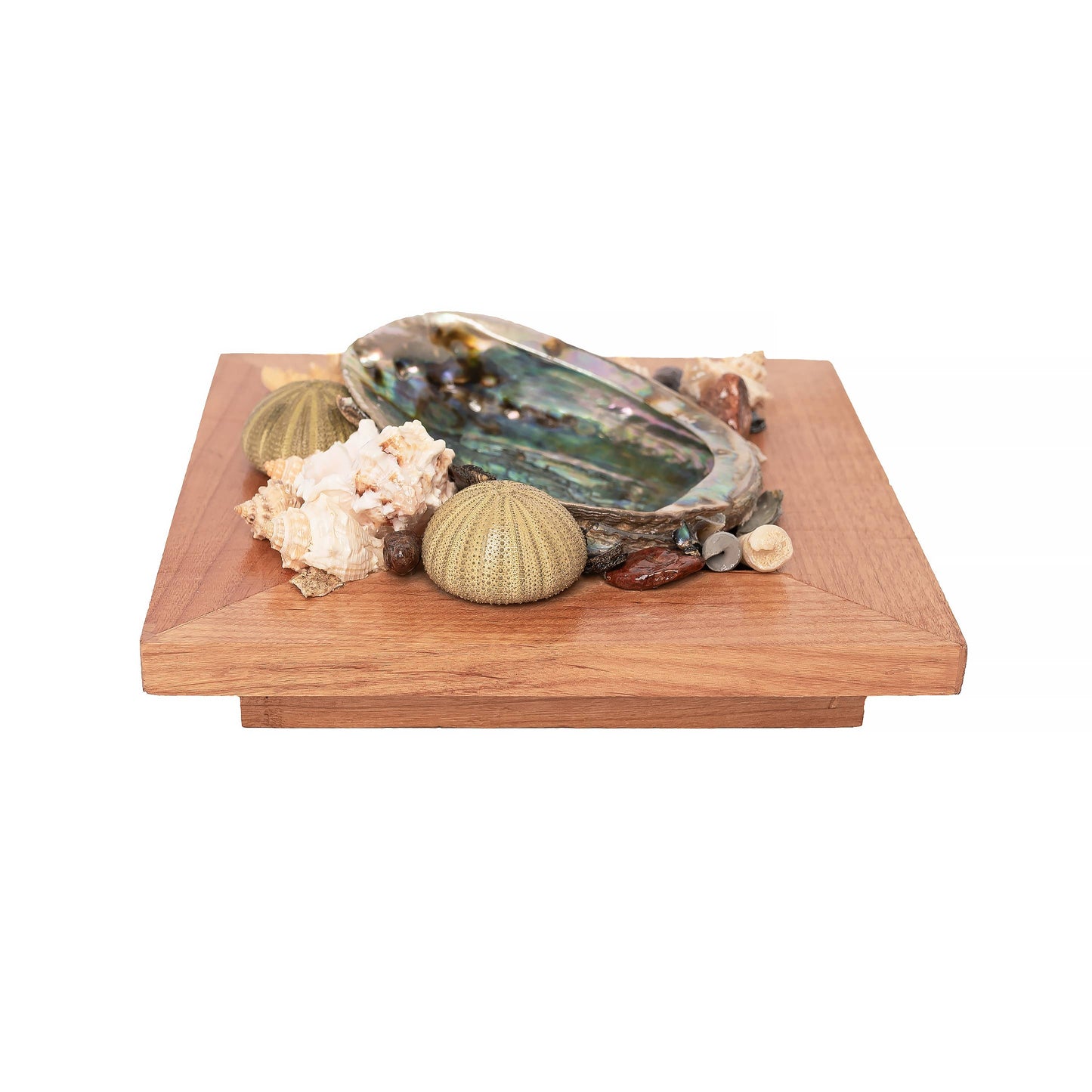 Abalone Shell Decor, Ocean Decor, Decorative Beach Decor - B