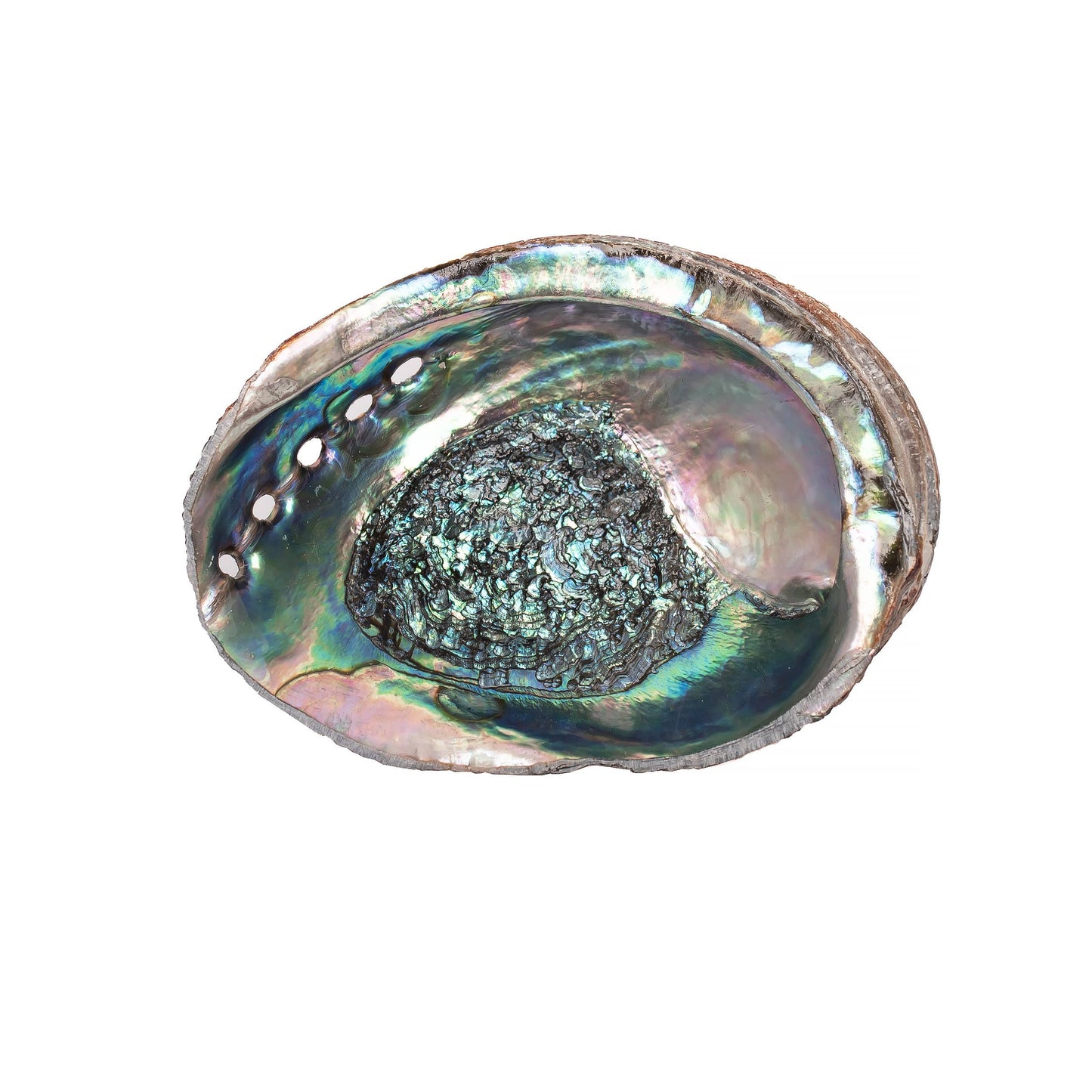 Abalone Shells, Blue Green, Mexican,