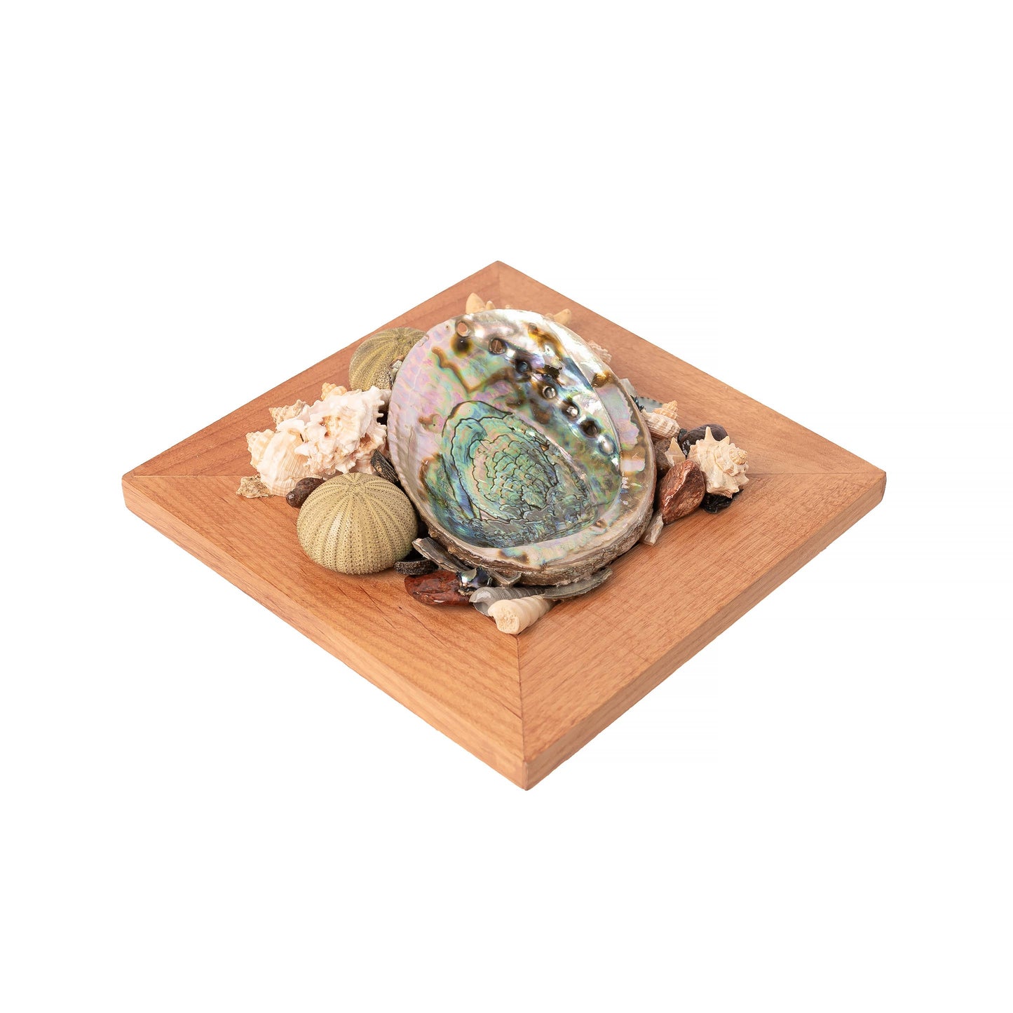 Abalone Shell Decor, Ocean Decor, Decorative Beach Decor - B