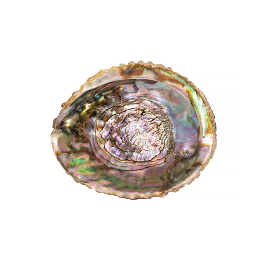 Abalone Shells Pink, Mexican, Incense Burner