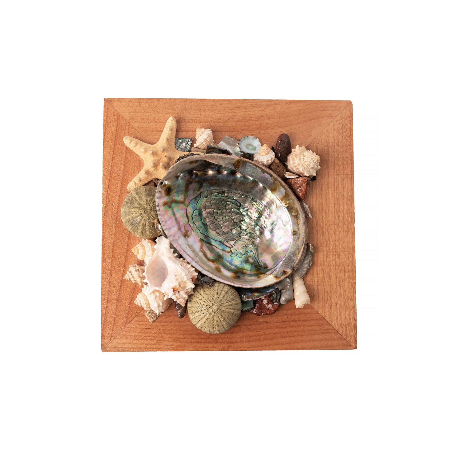 Abalone Shell Decor, Ocean Decor, Decorative Beach Decor - B