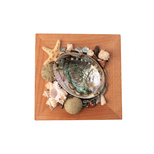 Abalone Shell Decor, Ocean Decor, Decorative Beach Decor - B