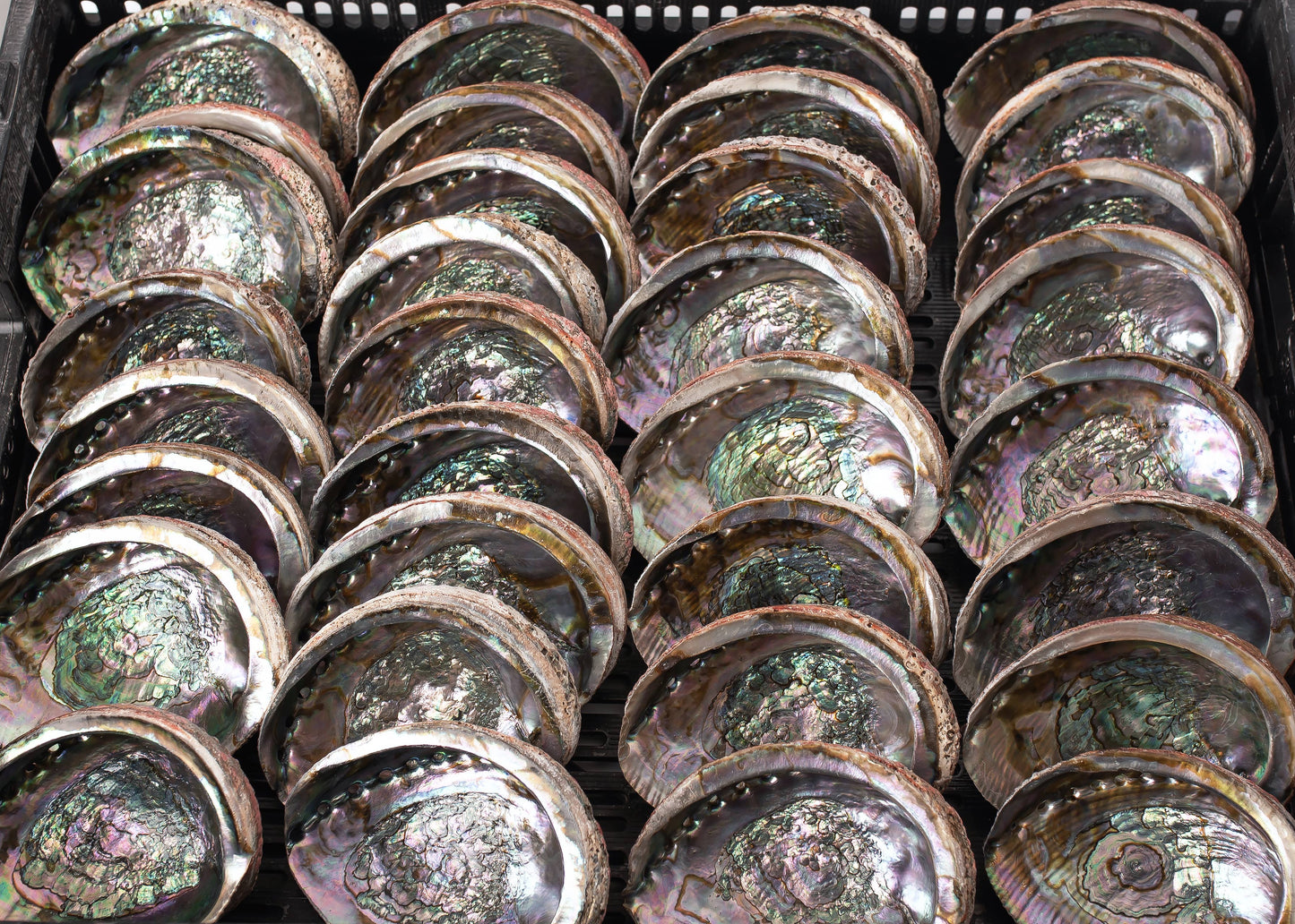 Abalone Shells, Blue Green, Mexican,