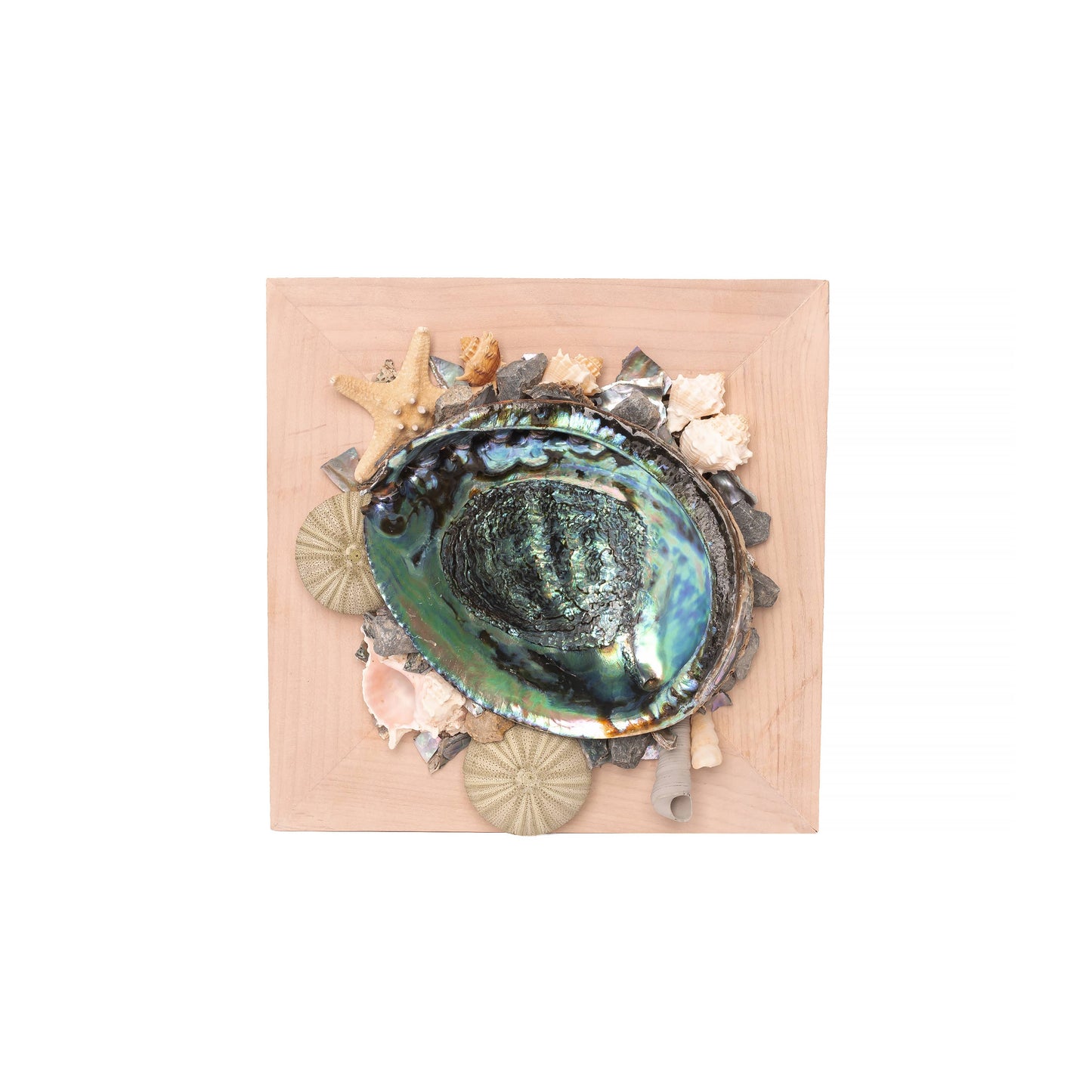 Abalone Shell Decor, Ocean Decor, Decorative Beach Decor - O