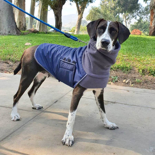 Trench-Coat Blue for dogs