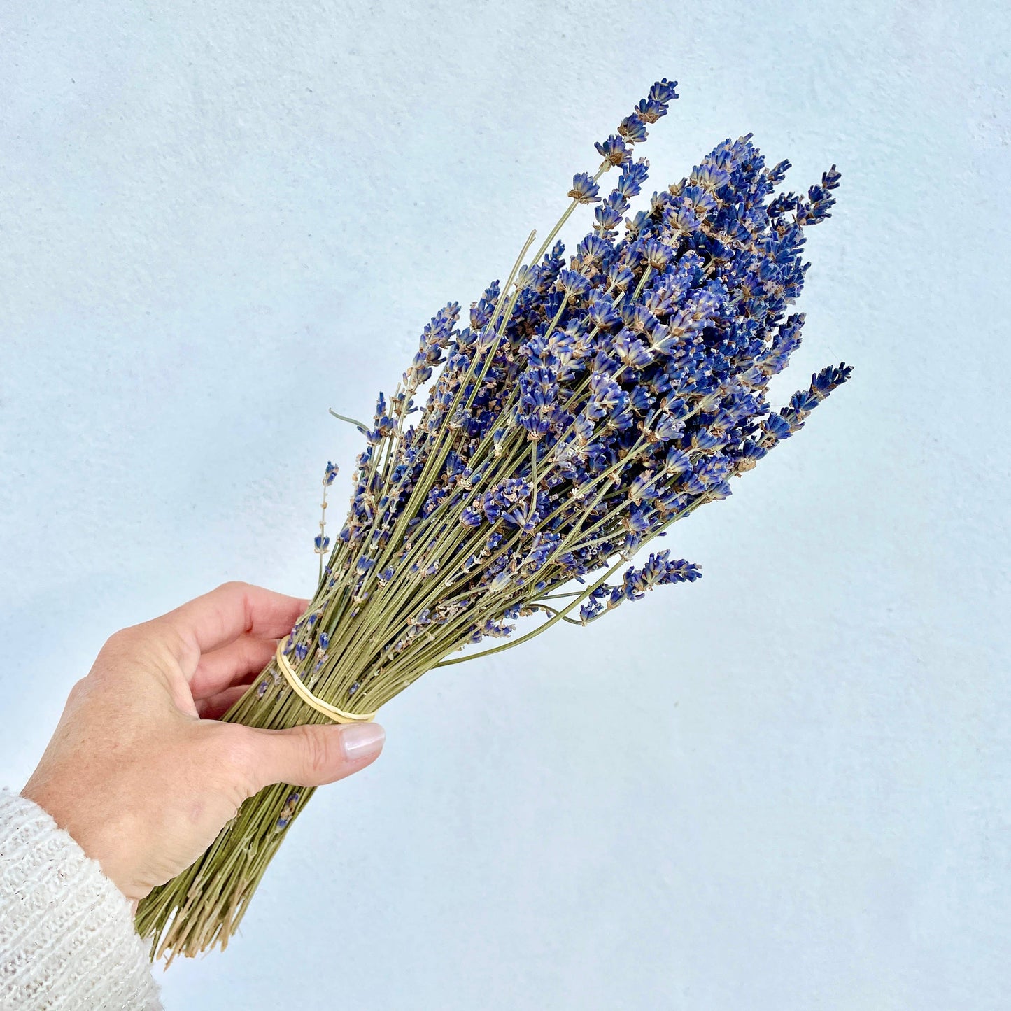 Lavender from Provence