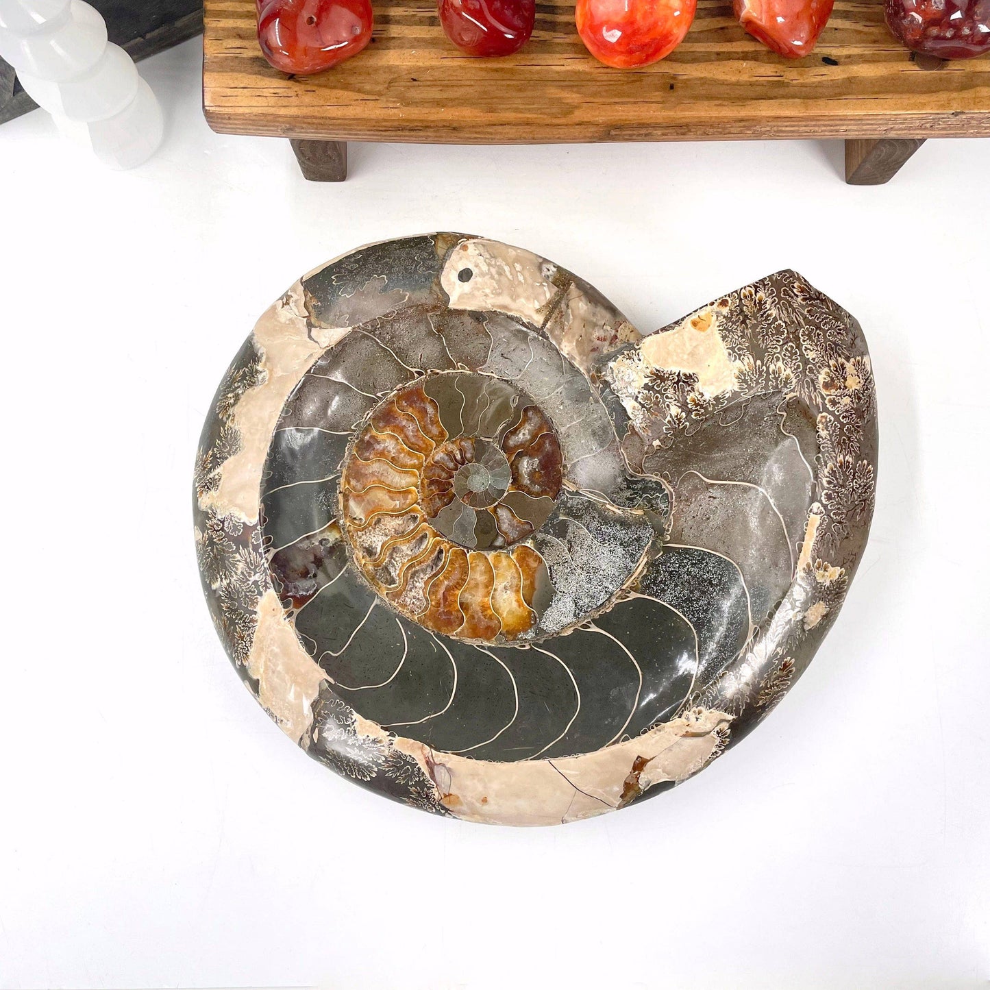 Ammonite Fossil Bowl - OOAK