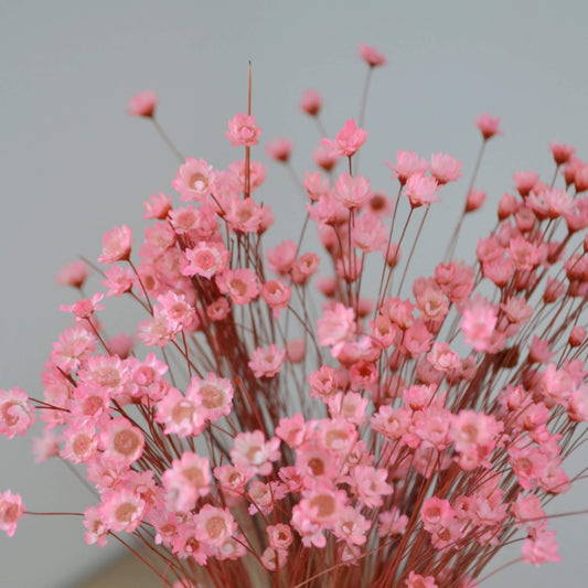 Pink Mini Daisies Dried Flower Bunch